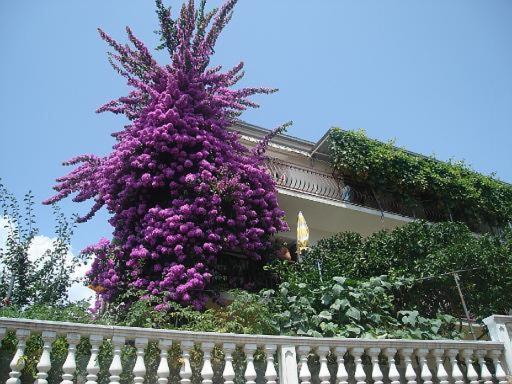 Apartment Knez Trogir Dış mekan fotoğraf
